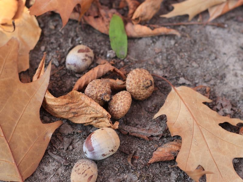 Acorn flour, full-fat