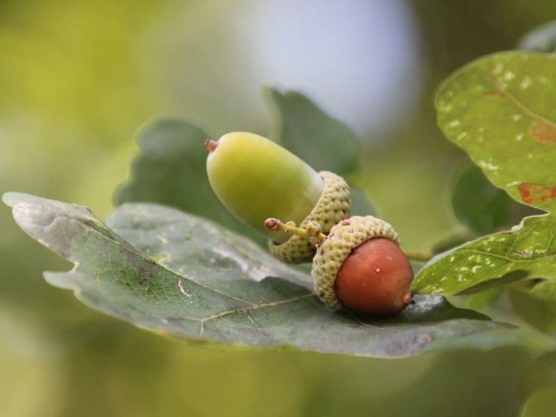 Acorns, raw