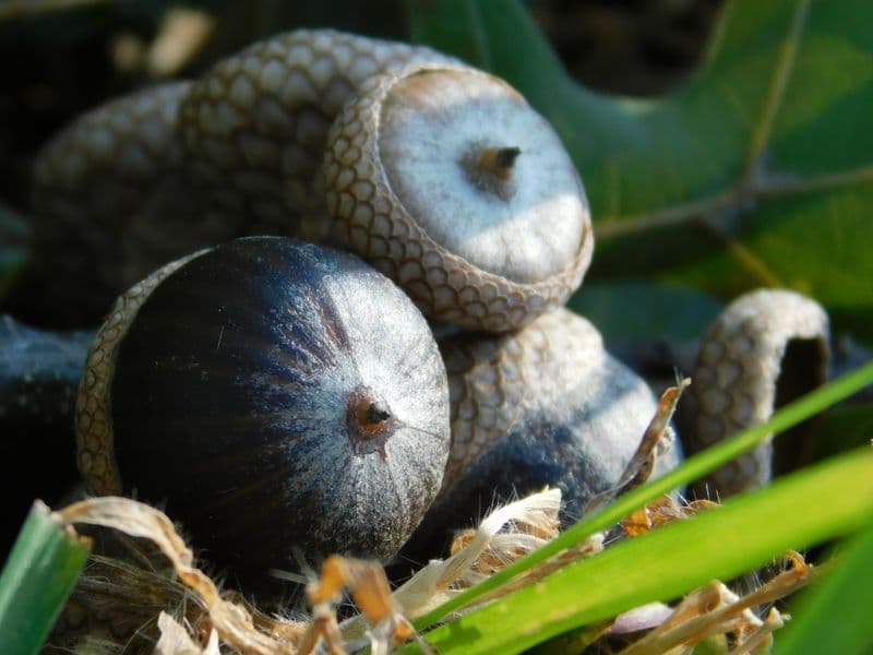 Acorns, raw