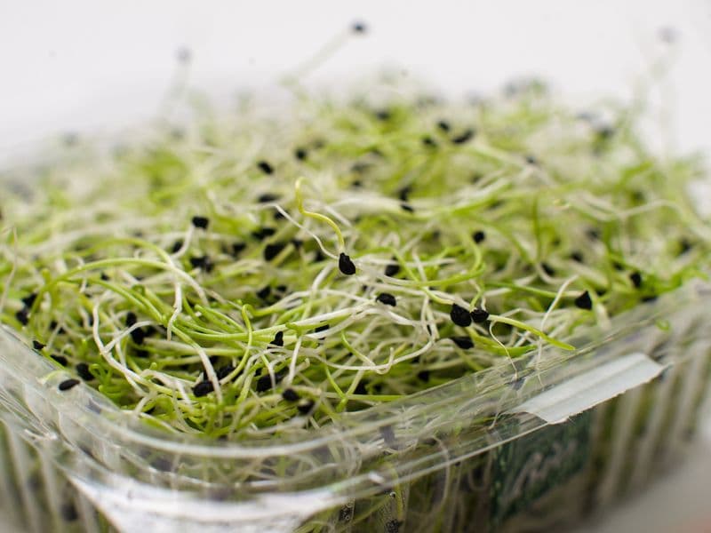 Alfalfa sprouts, raw