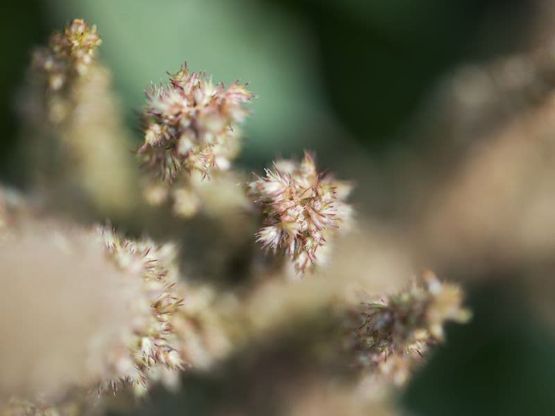 Amaranth, cooked