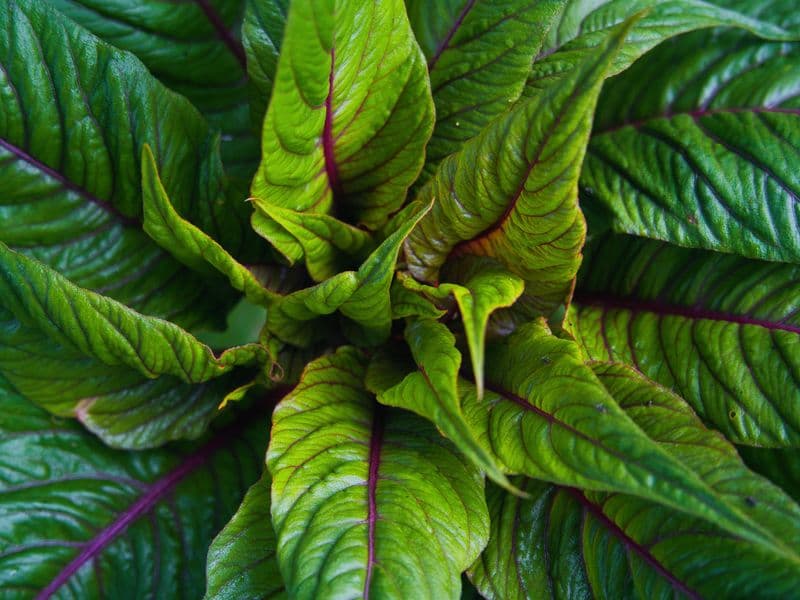 Amaranth leaves, cooked