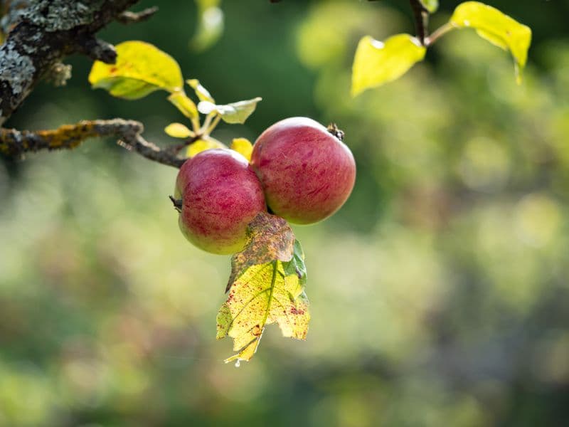 Apples, dried