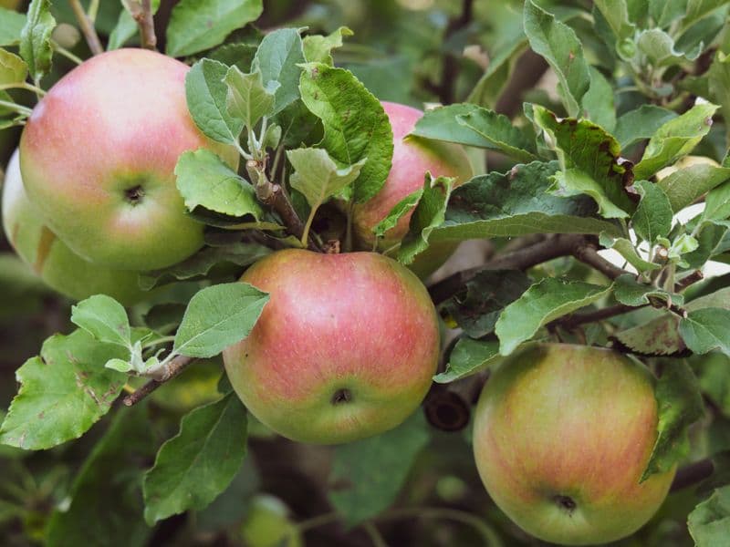 Apples, frozen, unsweetened