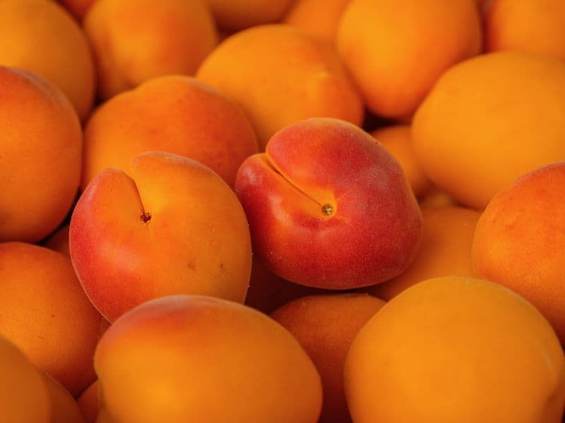Apricots, dried