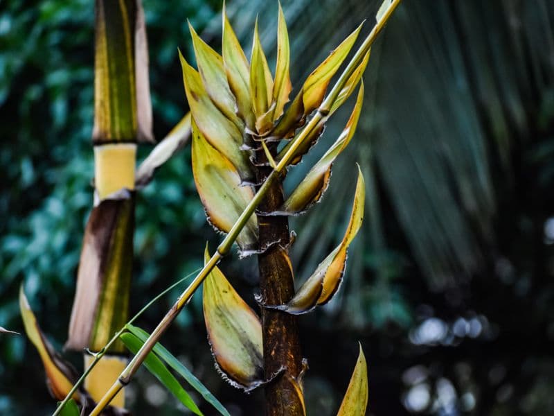 Bamboo shoots, cooked