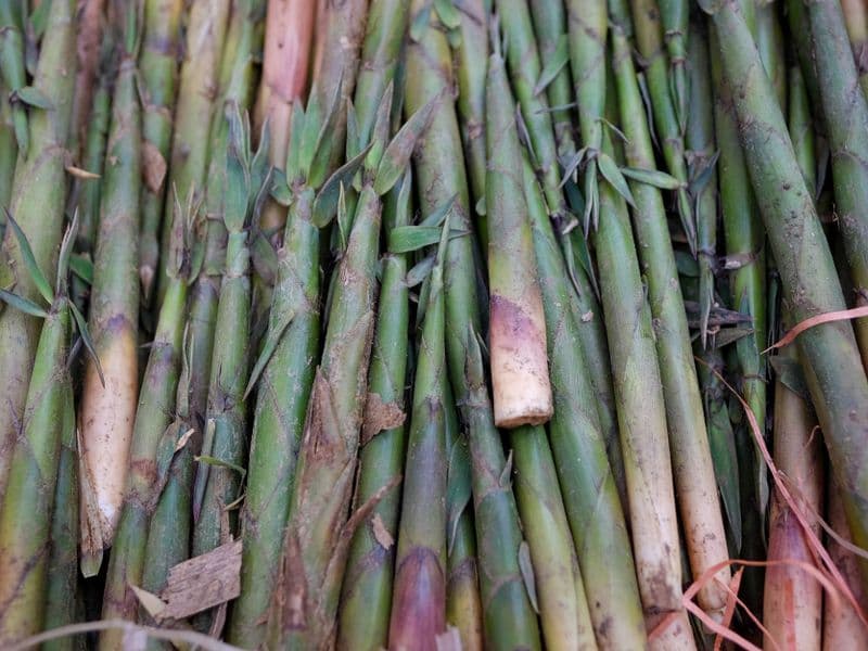 Bamboo shoots, raw