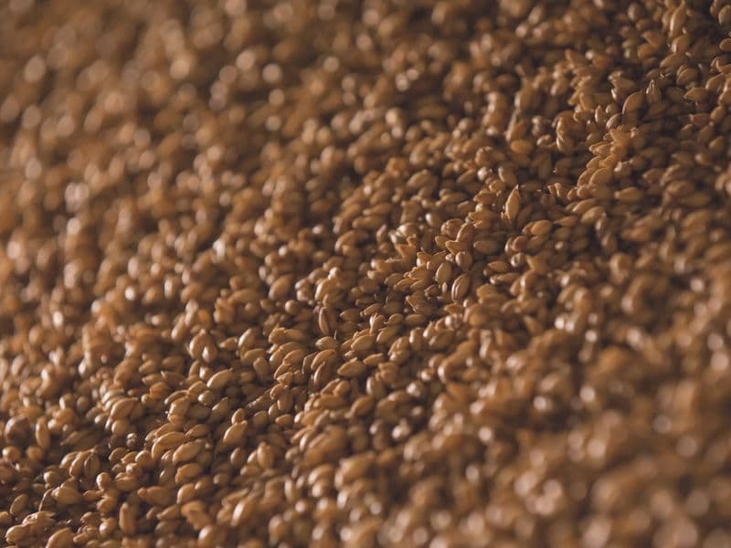 Barley, cooked