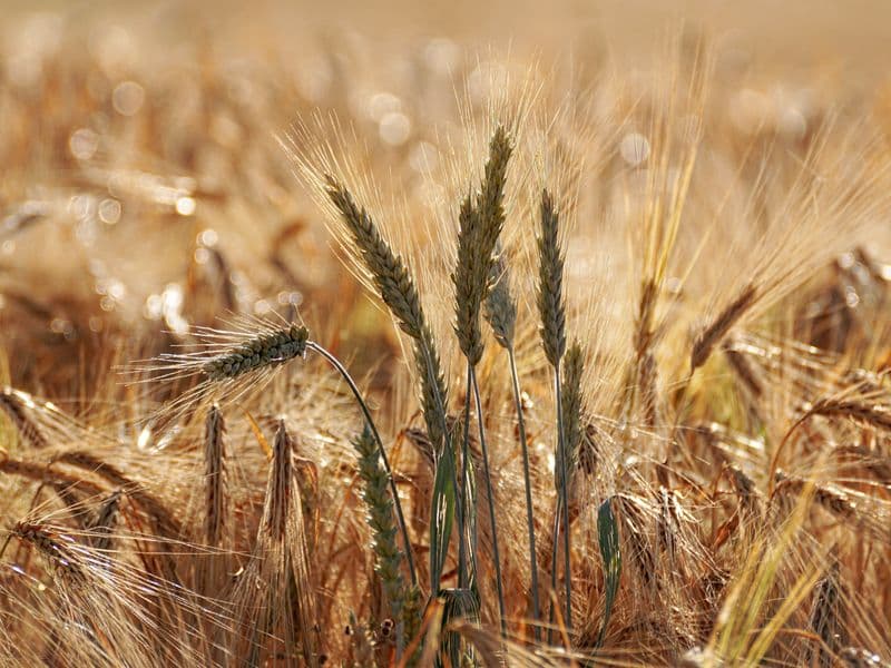 Barley flour