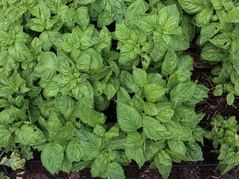 Basil, dried