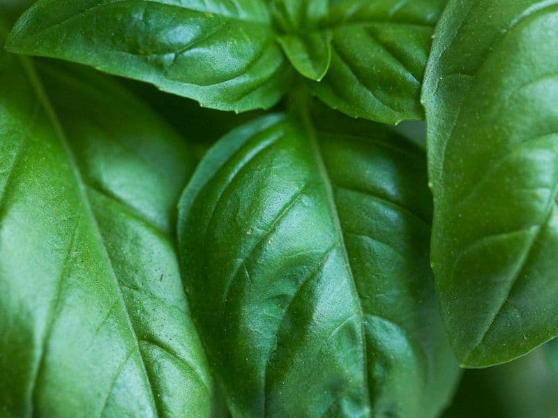 Basil, fresh