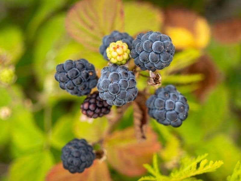 Blackberries, canned