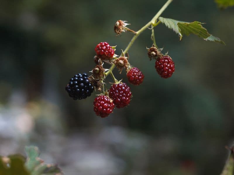 Blackberries, frozen