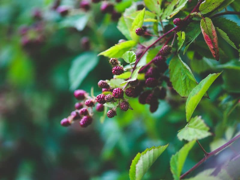 Blackberries, raw