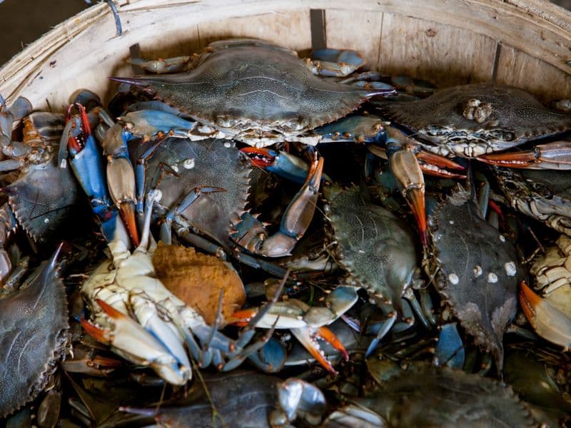 Blue crab, canned