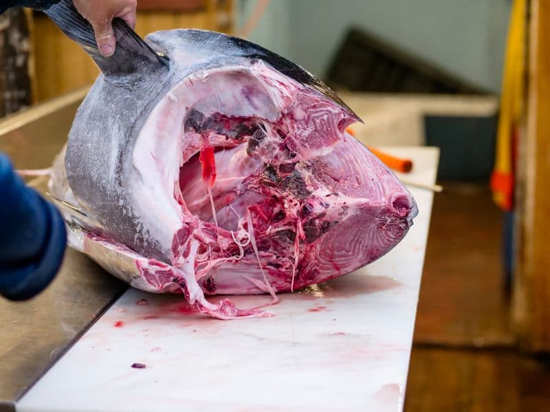 Bluefin tuna, cooked