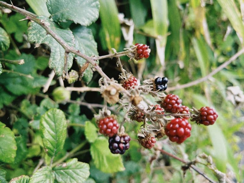 Boysenberries, frozen