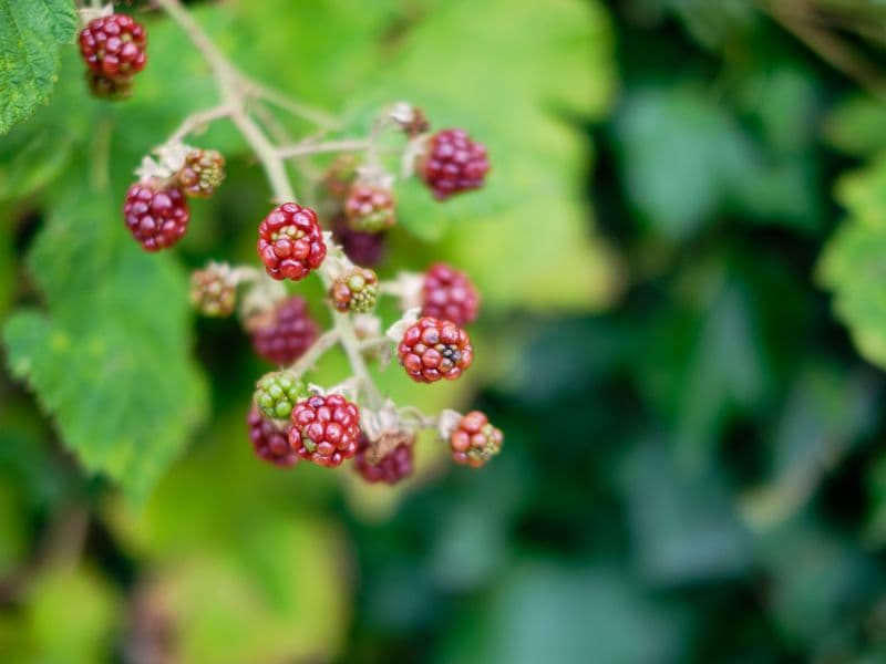 Boysenberries, raw