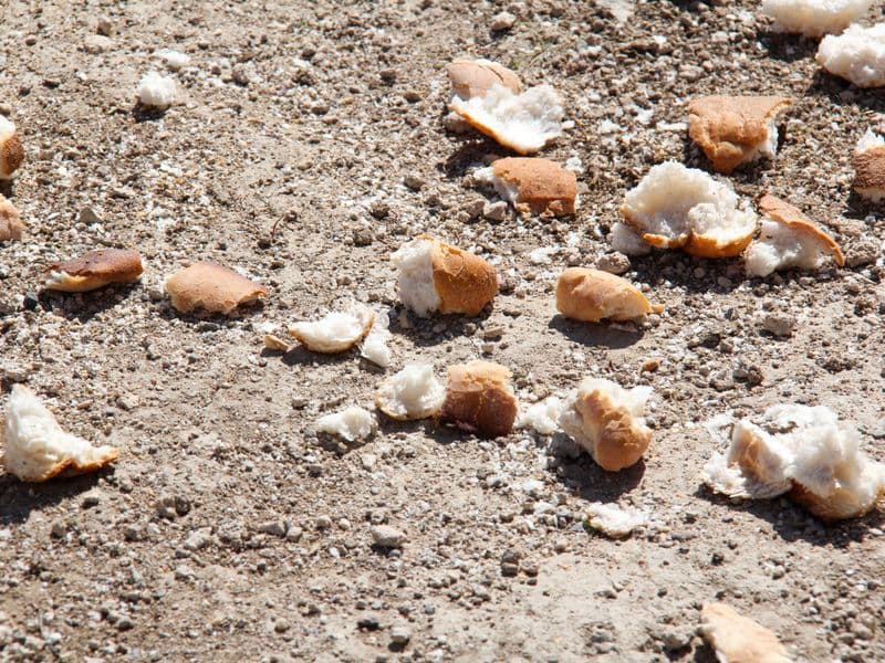 Bread crumbs, dry