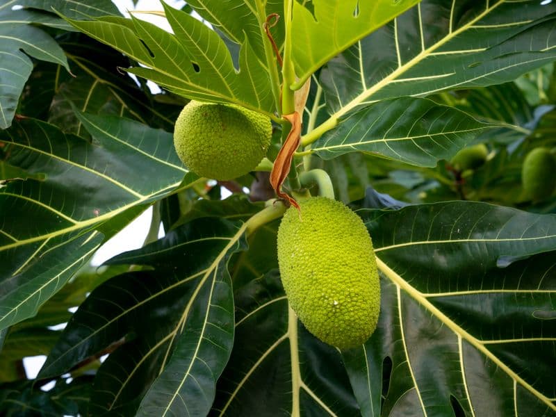 Breadfruit, raw