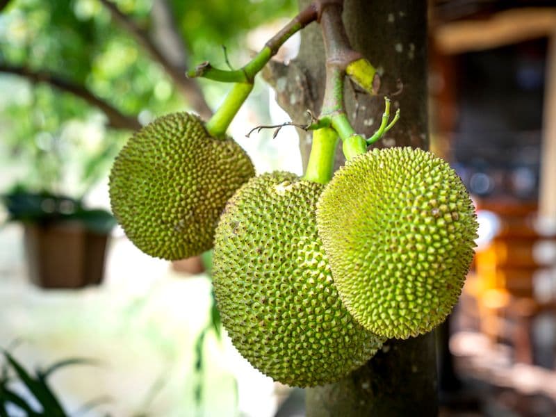 Breadfruit seeds, raw