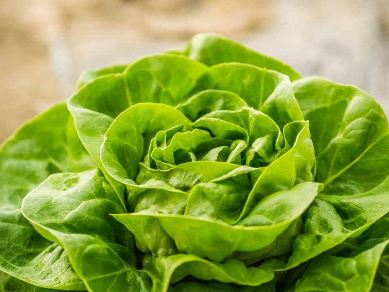 Butterhead lettuce, raw
