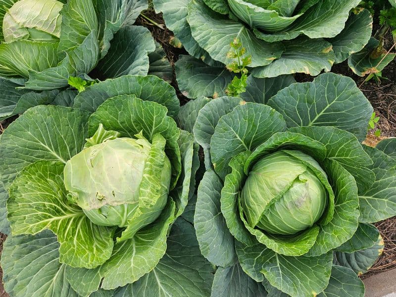 Cabbage, raw
