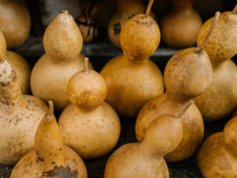 Calabash gourd, cooked