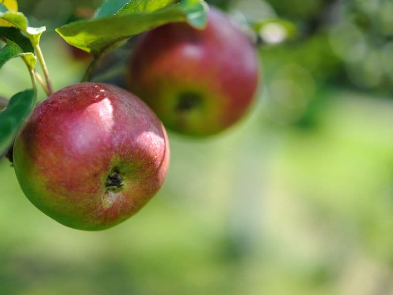 Apples, canned