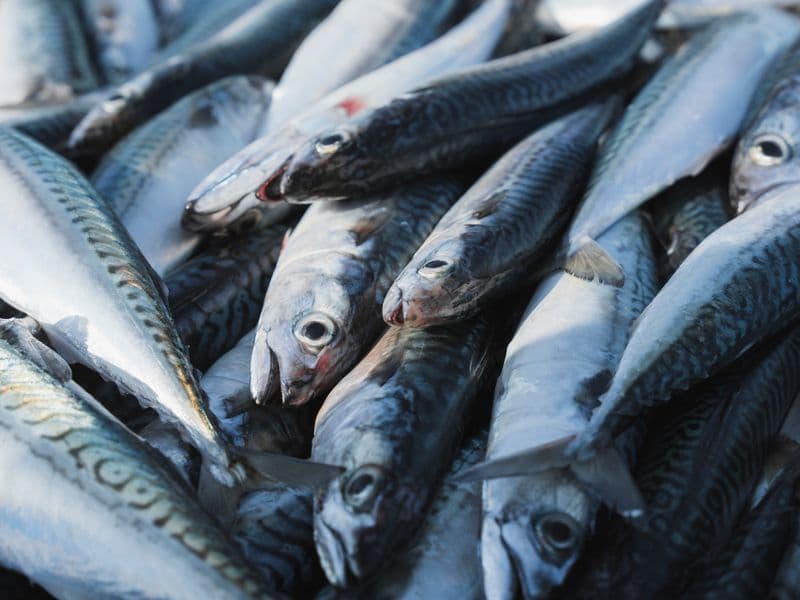 Mackerel, canned