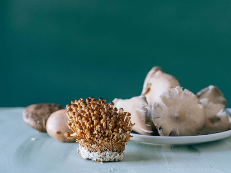 Mushrooms, canned