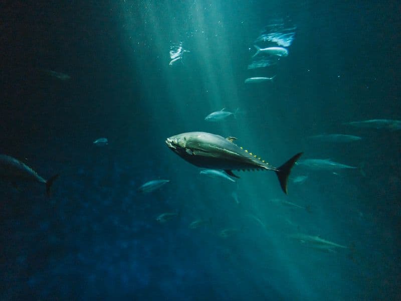 Canned tuna in water, drained