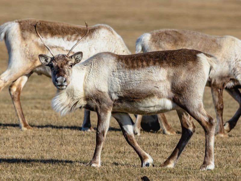 Caribou, cooked