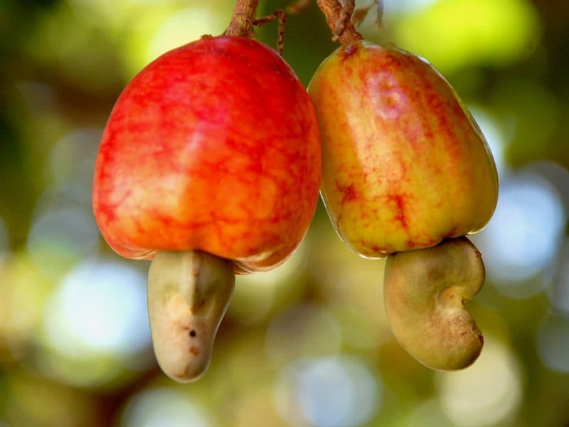 Cashews, raw