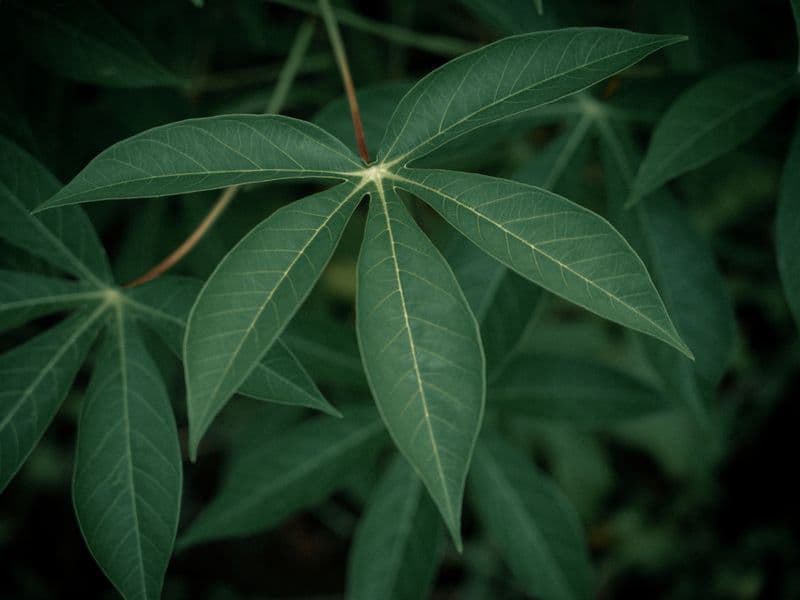 Cassava, raw
