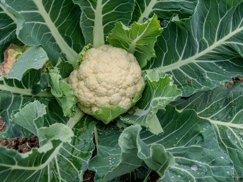 Cauliflower, frozen, cooked