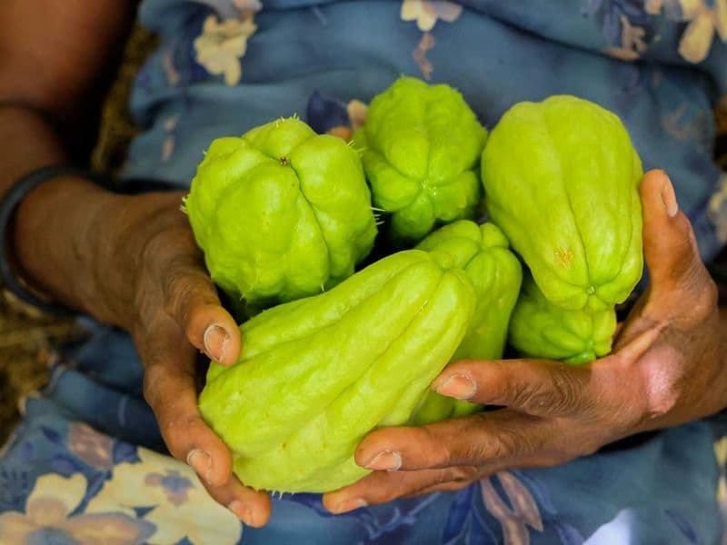 Chayote, cooked
