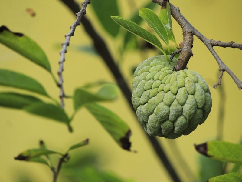 Custard apple (bullock's heart), raw