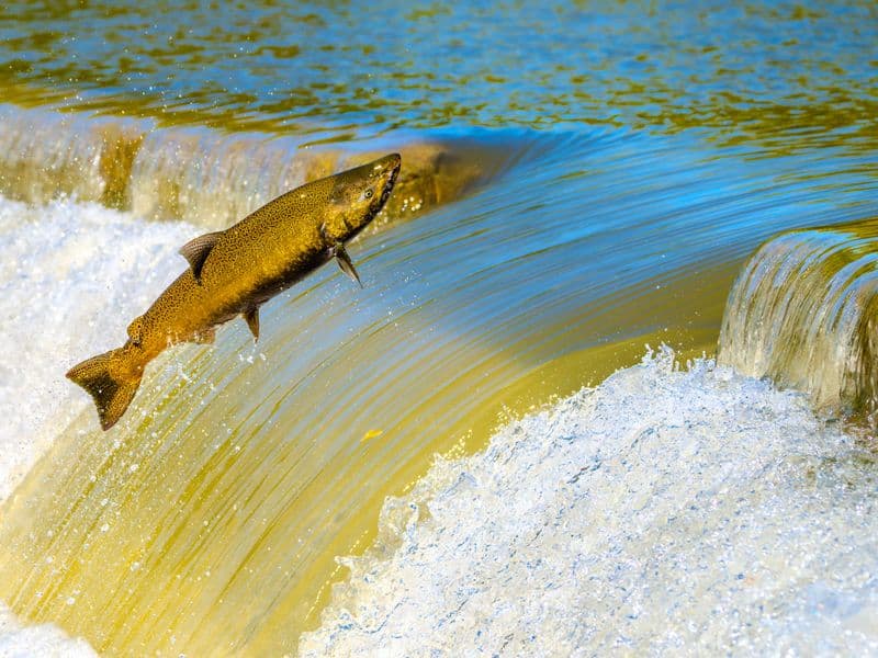 Chinook salmon, cooked