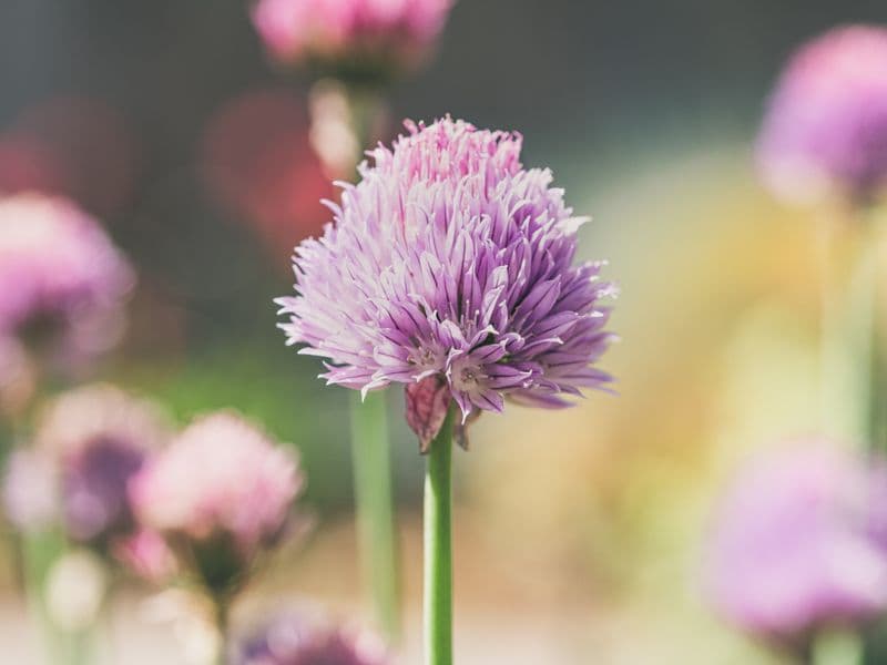 Chives, raw