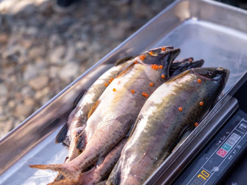 Chum salmon, cooked