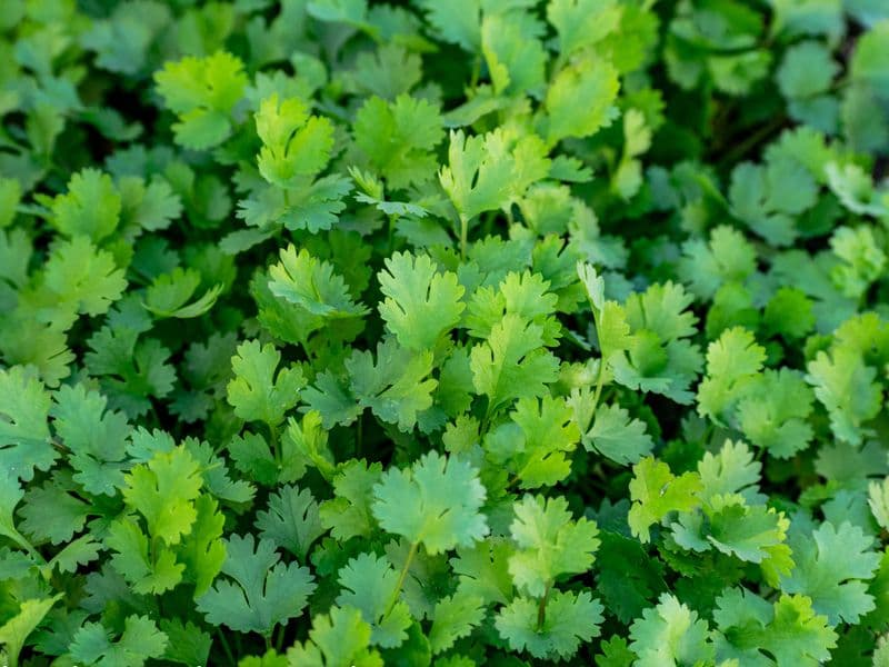 Cilantro (coriander), fresh
