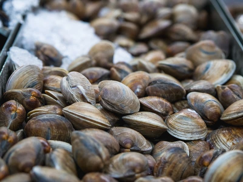 Clam chowder, New England