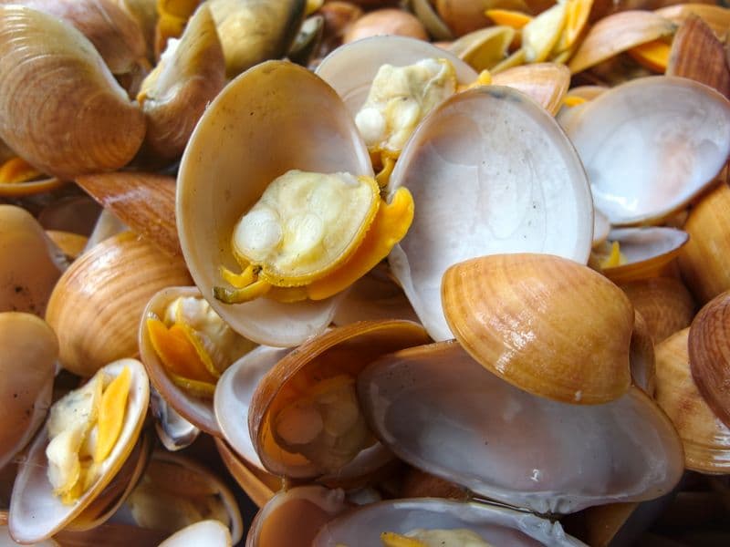 Clams, cooked