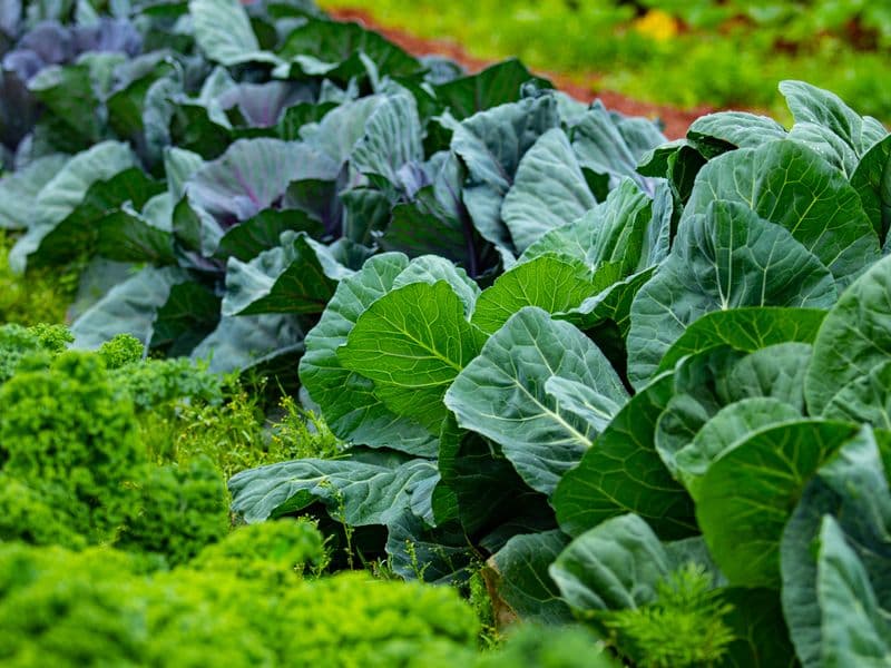 Collard greens, raw
