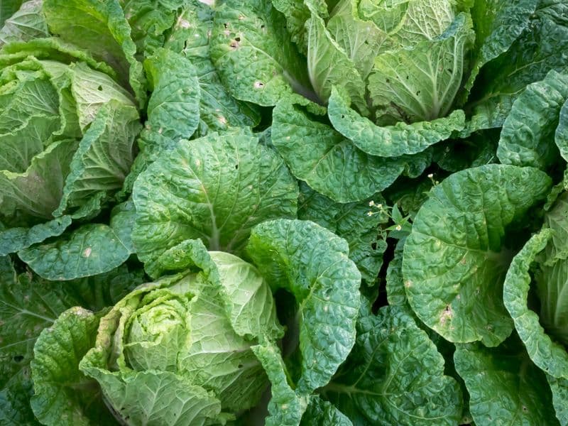 Collards, frozen, cooked
