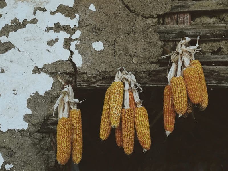 Corn bran, crude