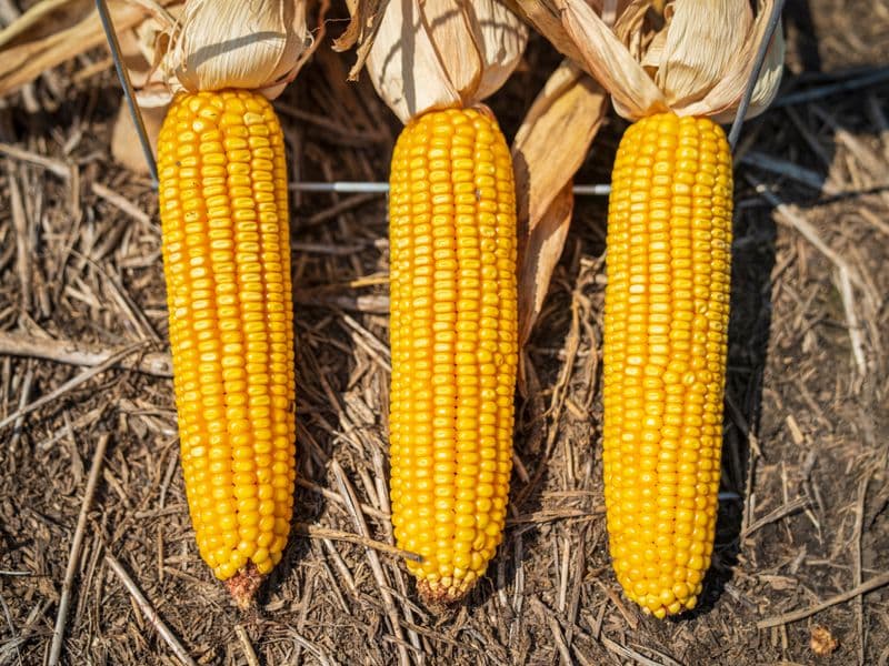 Corn, canned