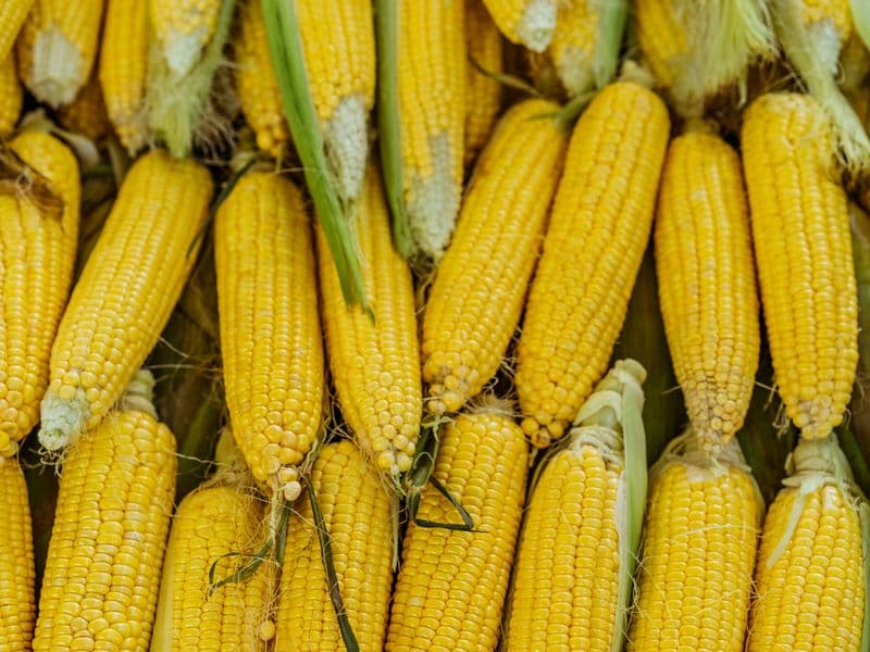 Corn, frozen, cooked