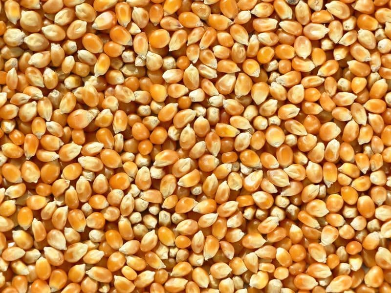 Cottonseed kernels, roasted